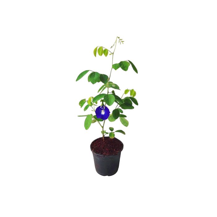 Shanku flower