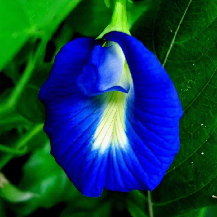 Shanku flower - Image 2