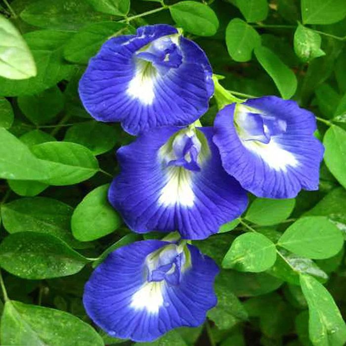 Shanku flower - Image 3