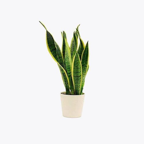 Snake plant