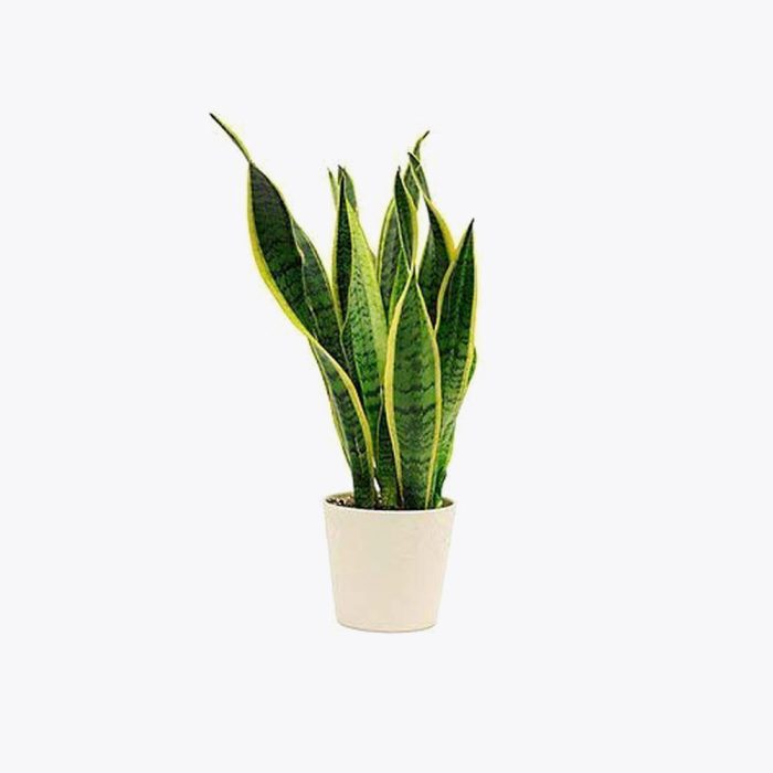 Snake plant