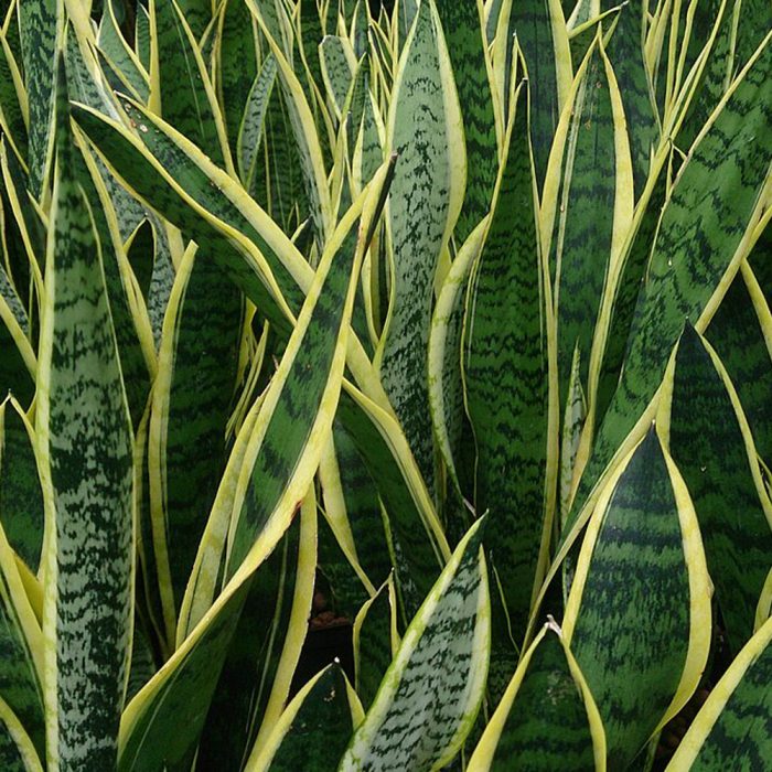 Snake plant - Image 2