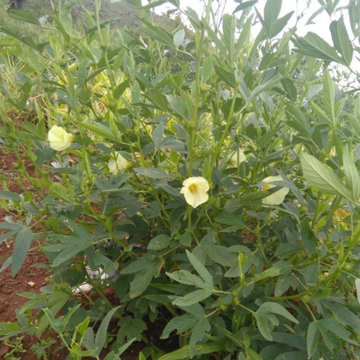 Sorual Leaf ( Green Gongura ) - Image 2