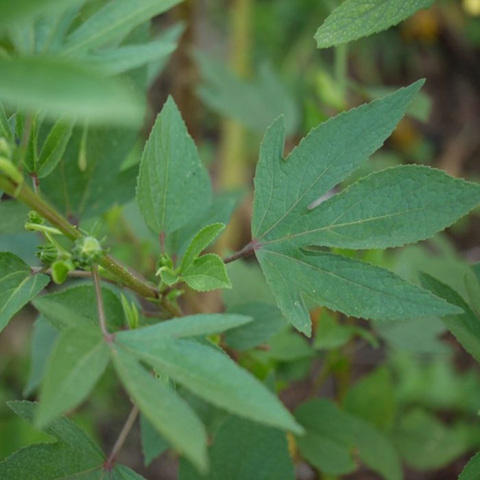 Sorual Leaf ( Green Gongura ) - Image 3
