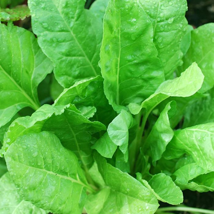 Spinach ( Palakura ) - Image 2