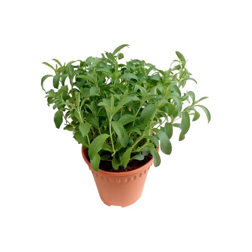 Stevia