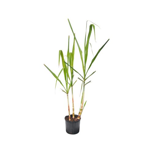 Sugar Cane