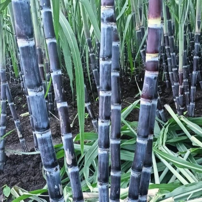 Sugar Cane - Image 3