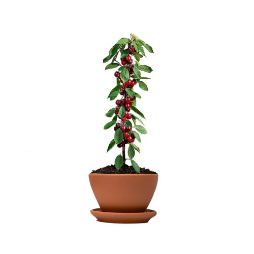 Sweet cherry (Grafted)
