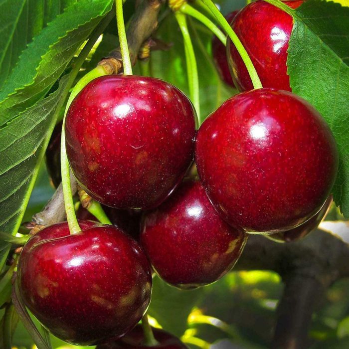 Sweet cherry (Grafted) - Image 3