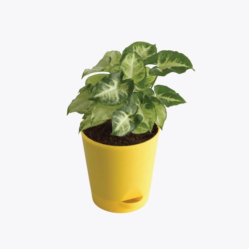 Syngonium pixie