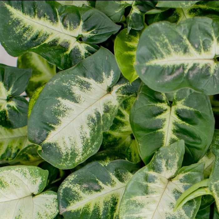 Syngonium pixie - Image 2