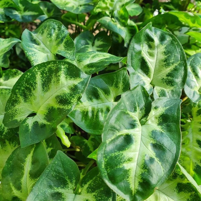 Syngonium pixie - Image 3