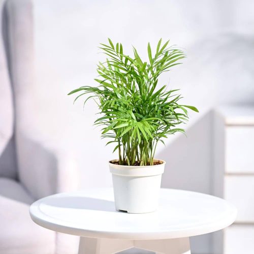 Table Palm