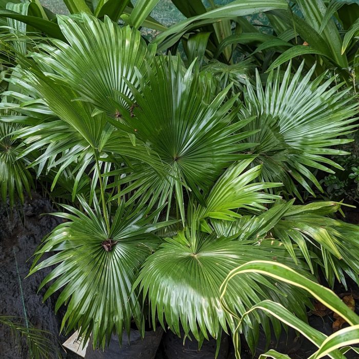 Table Palm - Image 2
