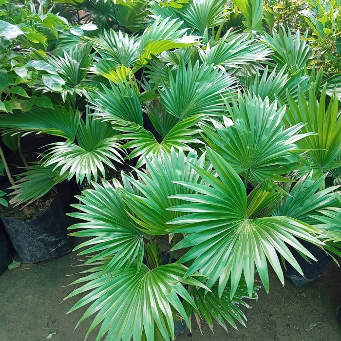 Table Palm - Image 3