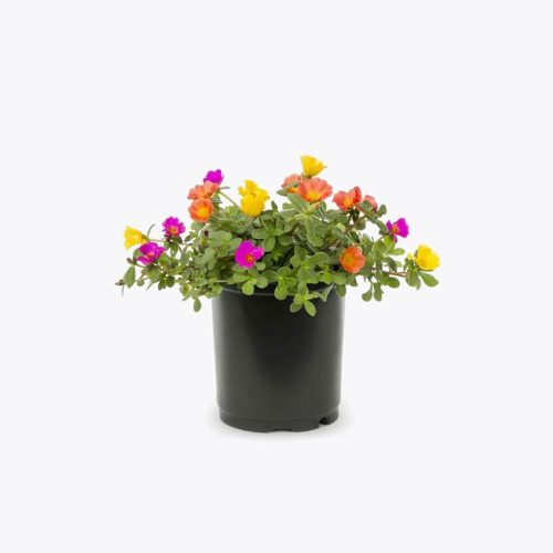 Table rose