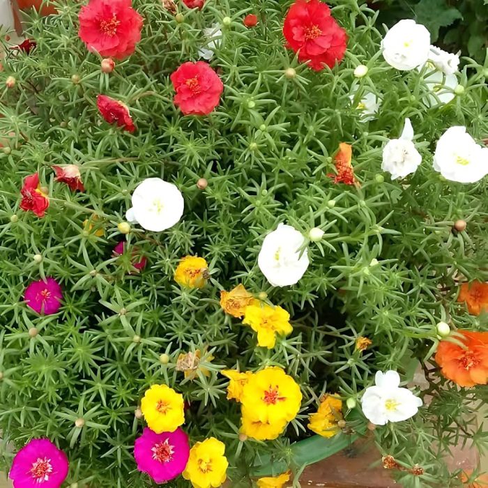 Table rose - Image 2