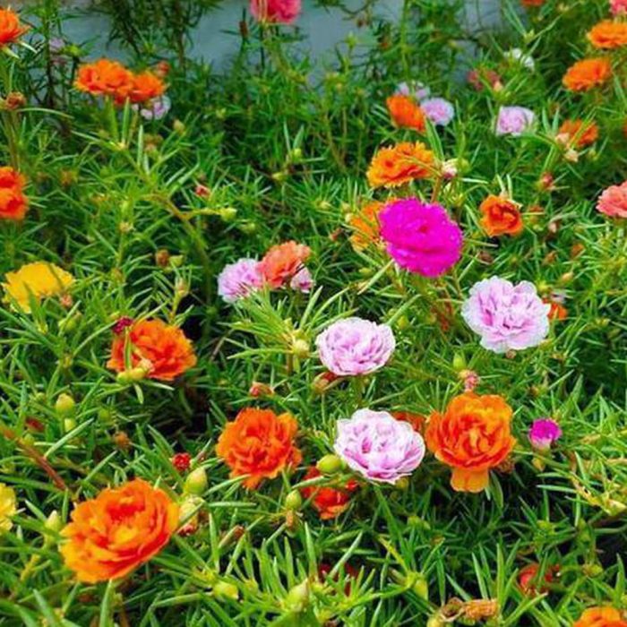 Table rose - Image 3