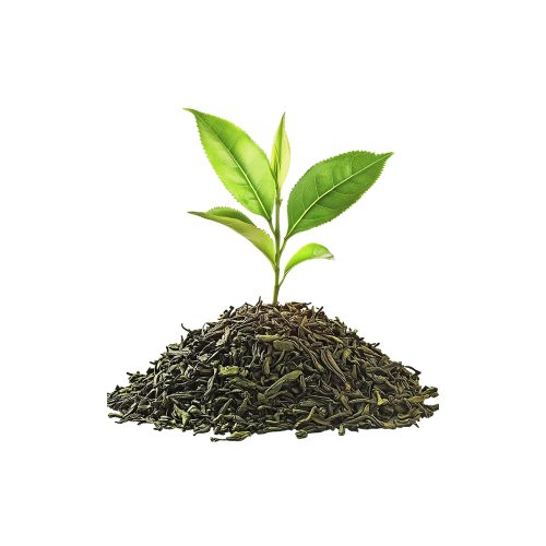 Tea plant