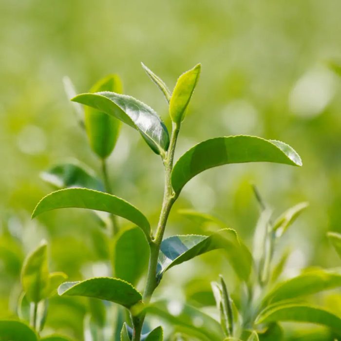 Tea plant - Image 2