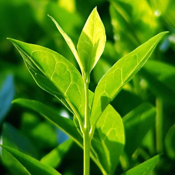 Tea plant - Image 3
