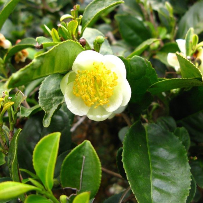 Tea plant - Image 4