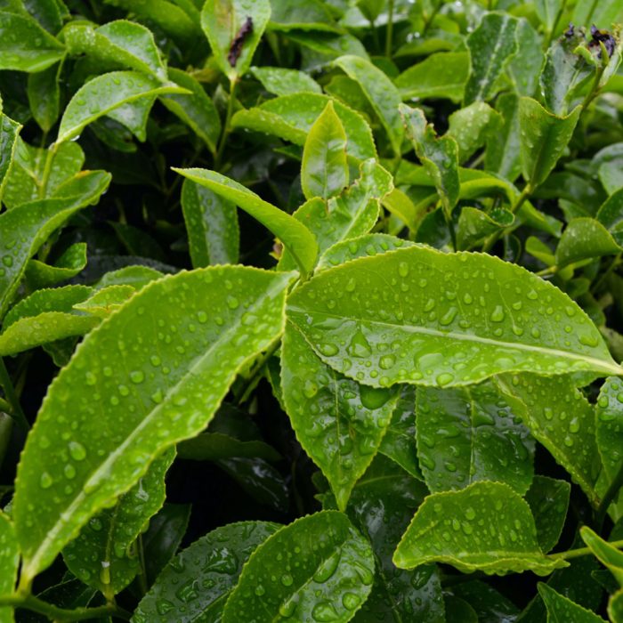 Tea plant - Image 5