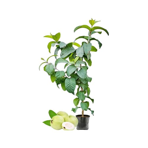 Thai Guava-White Plant(Grafted)