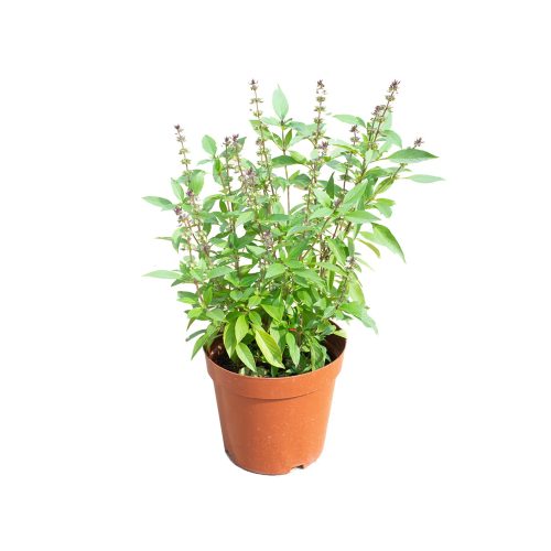 Thai basil