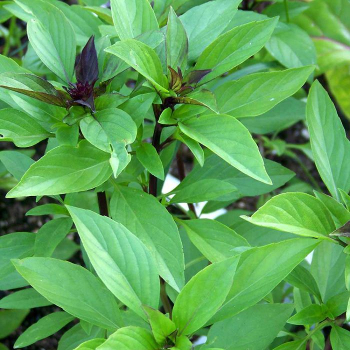 Thai basil - Image 2