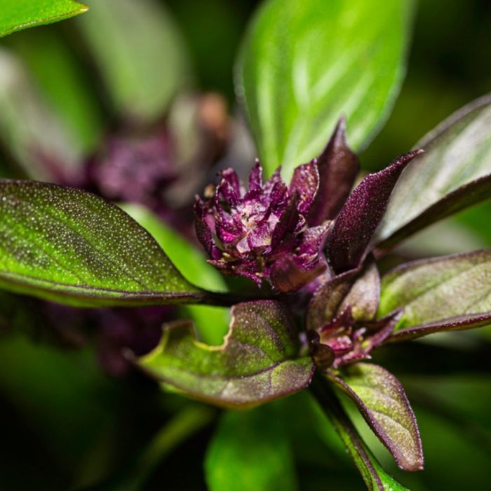 Thai basil - Image 3