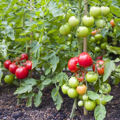 Tomato