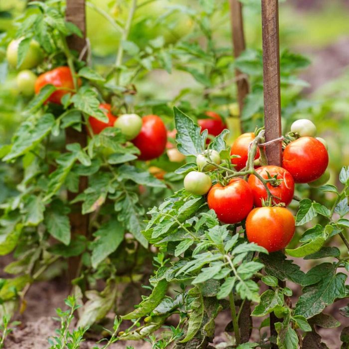 Tomato - Image 2
