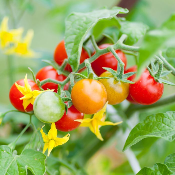 Tomato - Image 3