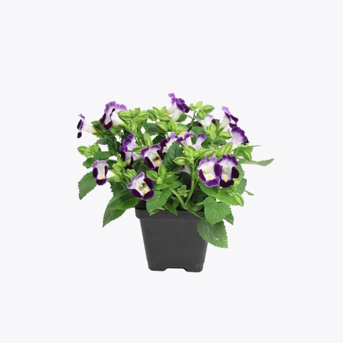 Torenia flower