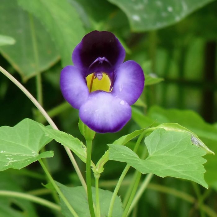Torenia flower - Image 2