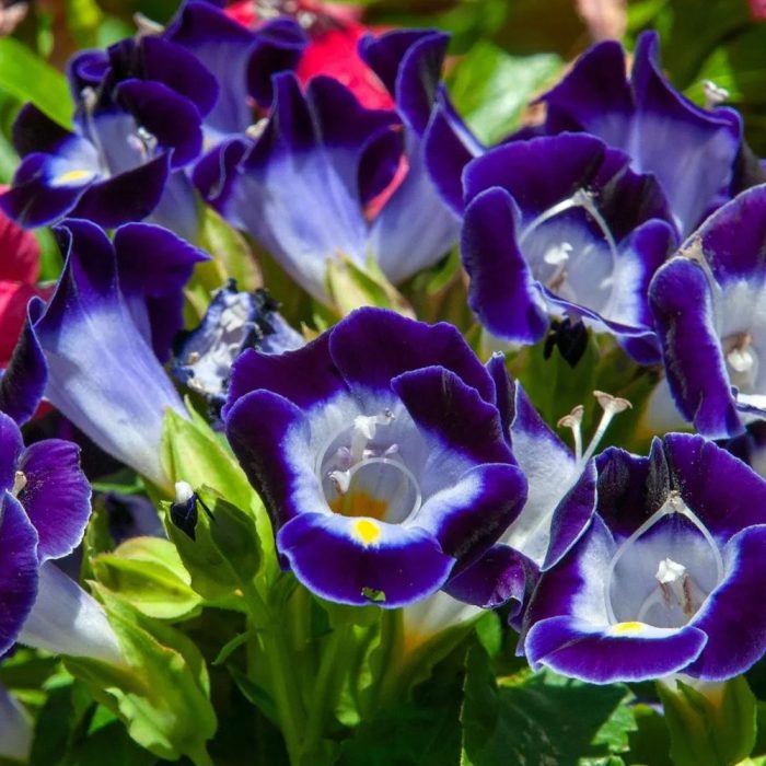 Torenia flower - Image 3