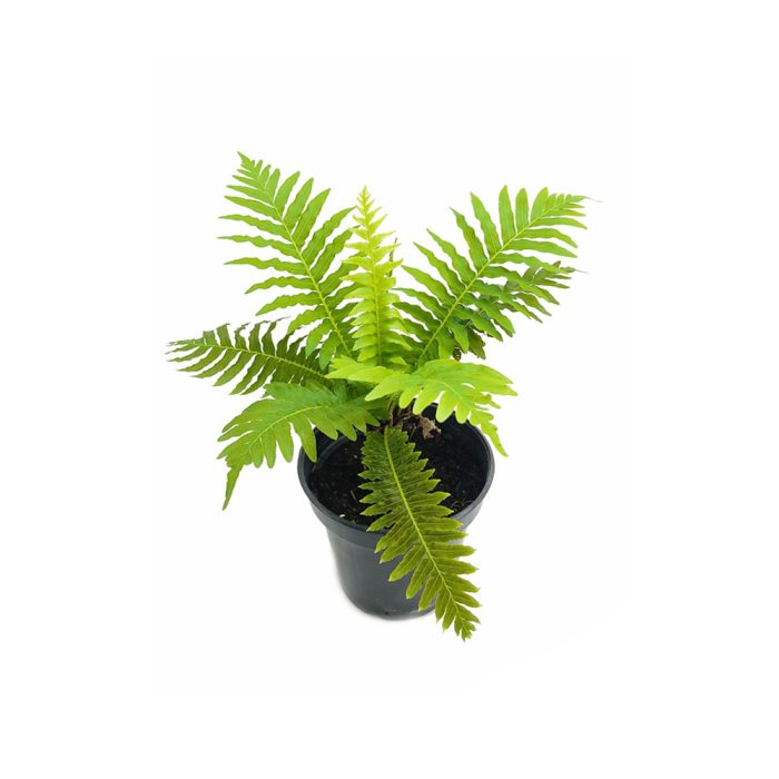 Tree Fern