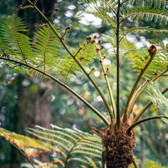 Tree Fern - Image 2