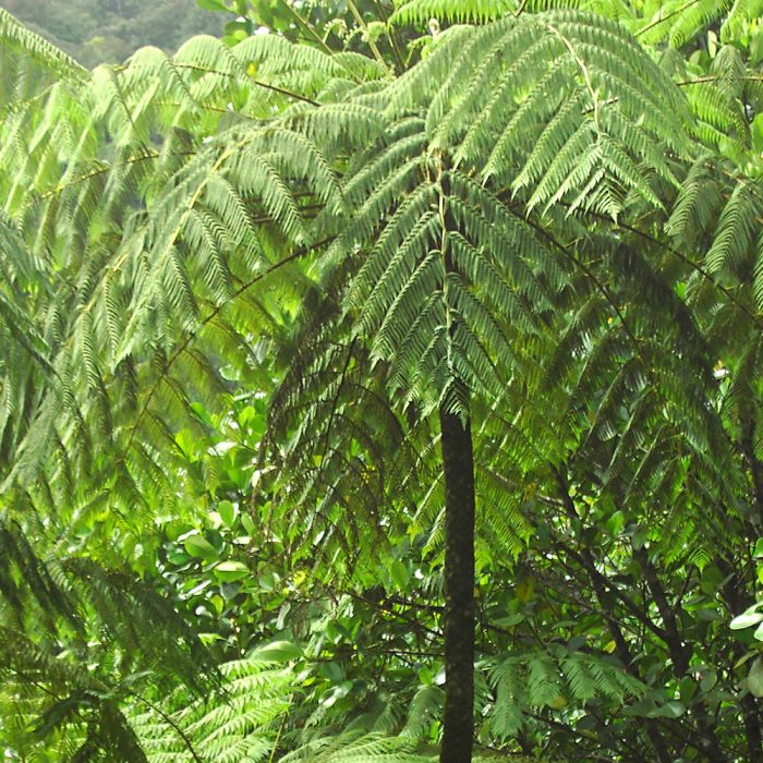 Tree Fern - Image 3
