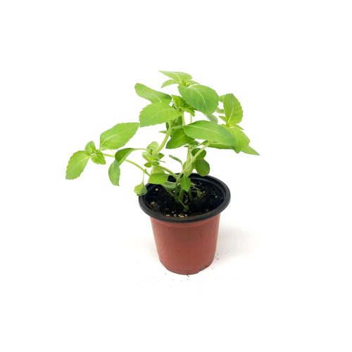 Tulsi