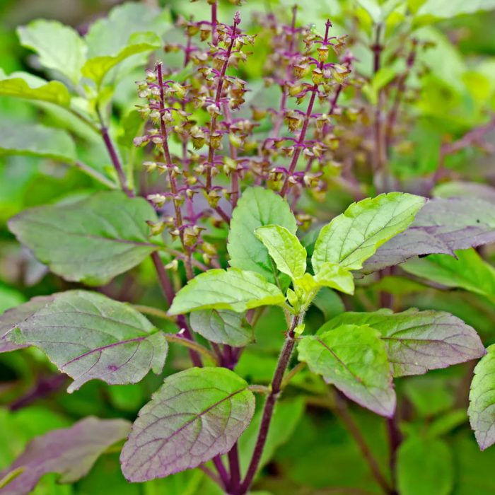 Tulsi - Image 2