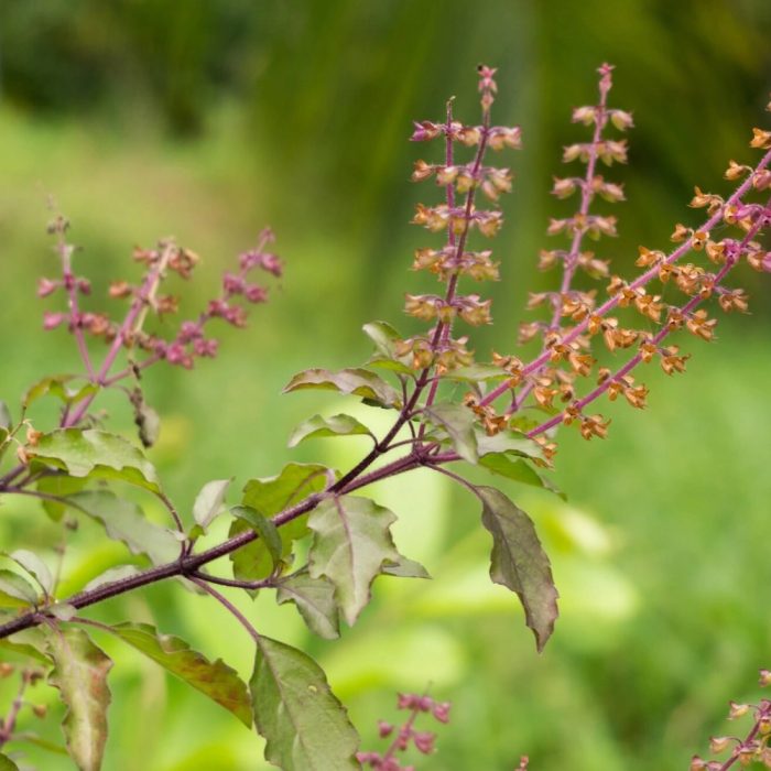 Tulsi - Image 3