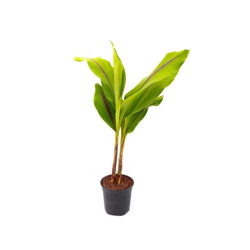 Turmeric plant