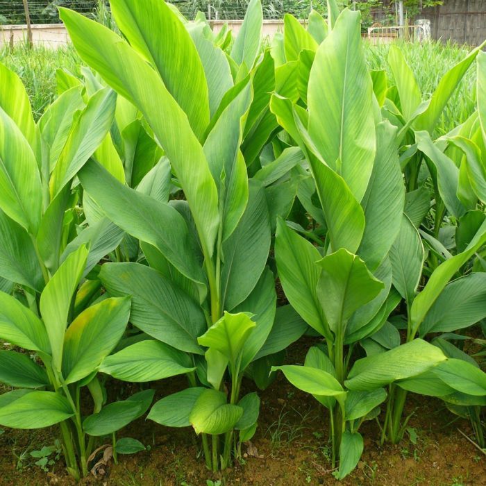 Turmeric plant - Image 2
