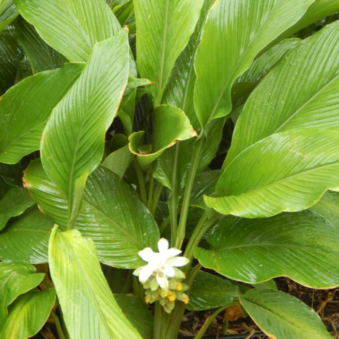 Turmeric plant - Image 3