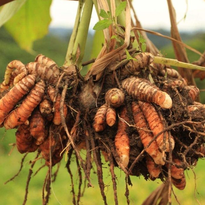 Turmeric plant - Image 4