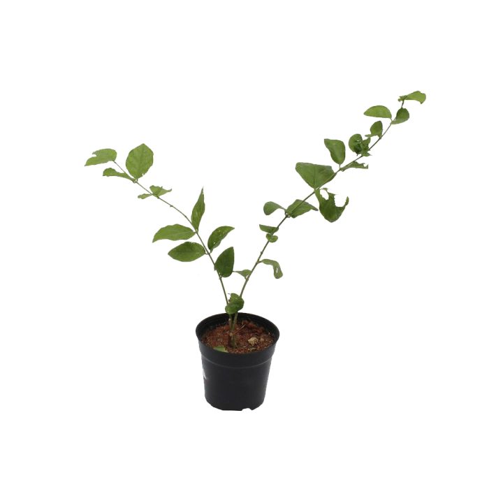 Verajaji plant