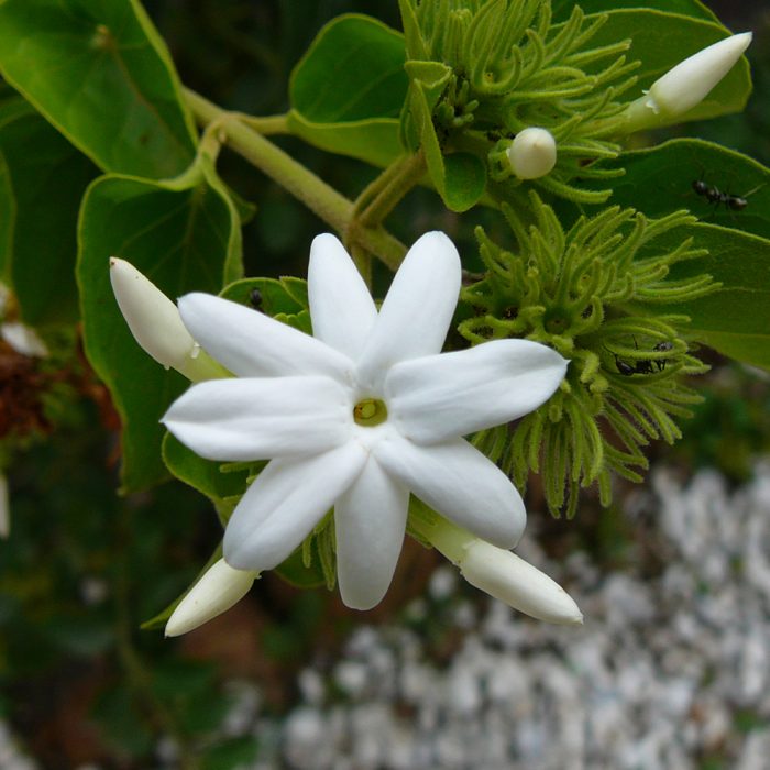 Verajaji plant - Image 2